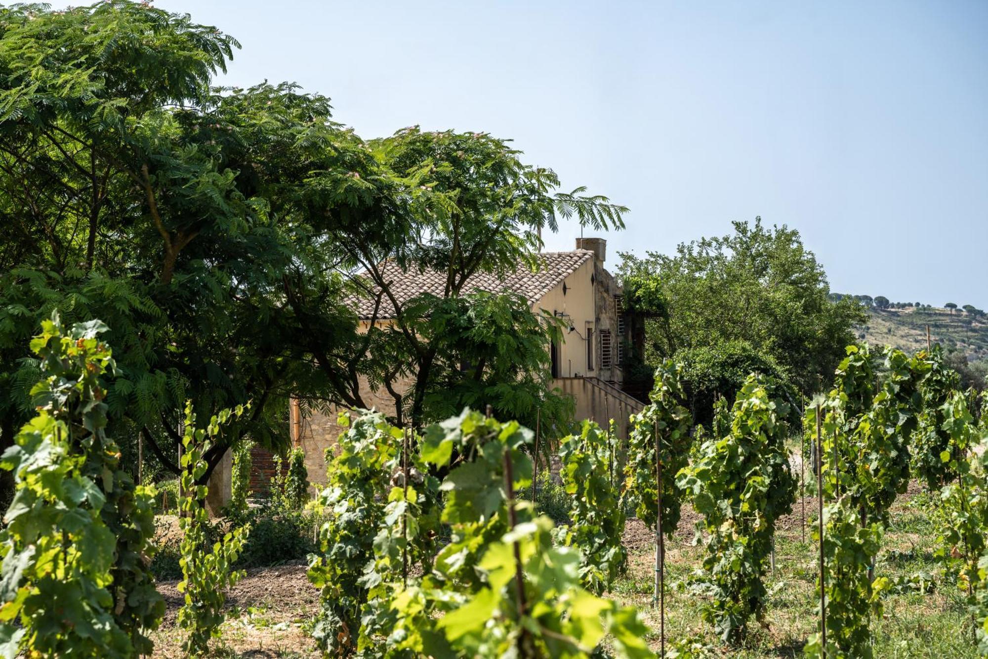 Cottage Immerso Nel Vigneto Caltagirone Εξωτερικό φωτογραφία
